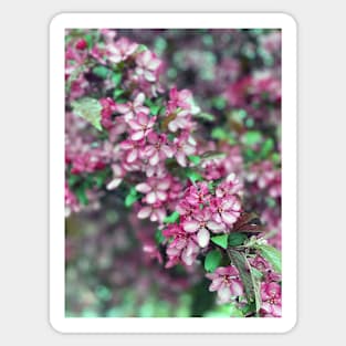 Spring Flowers in Portland Sticker